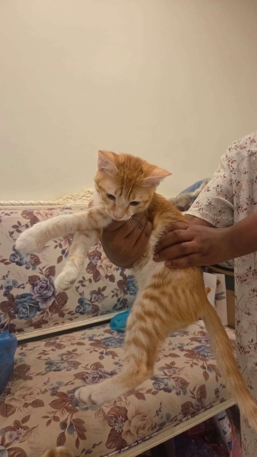 domestic cat 2