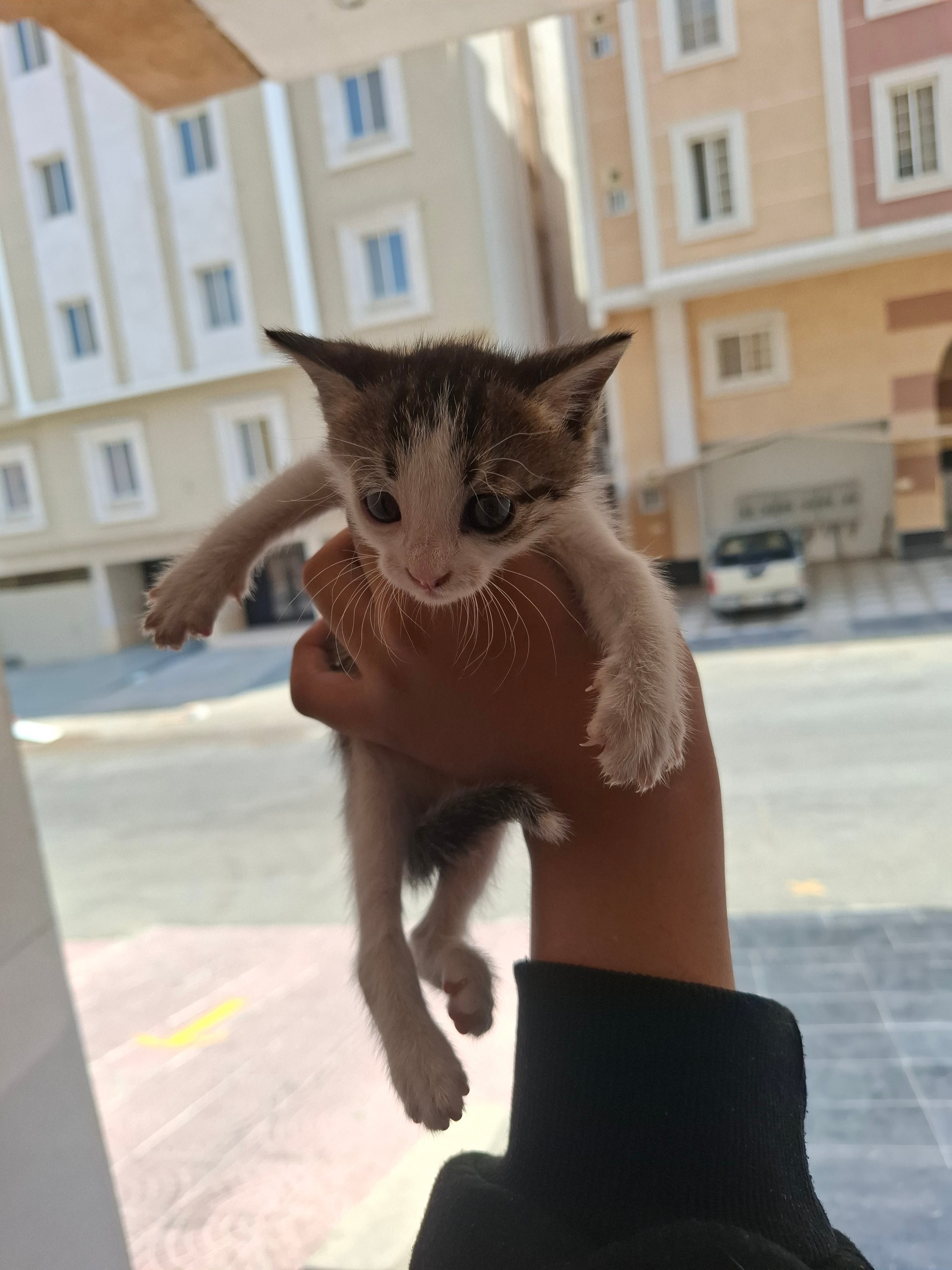 بلدي 2