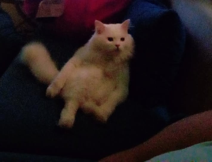 turkish van 2