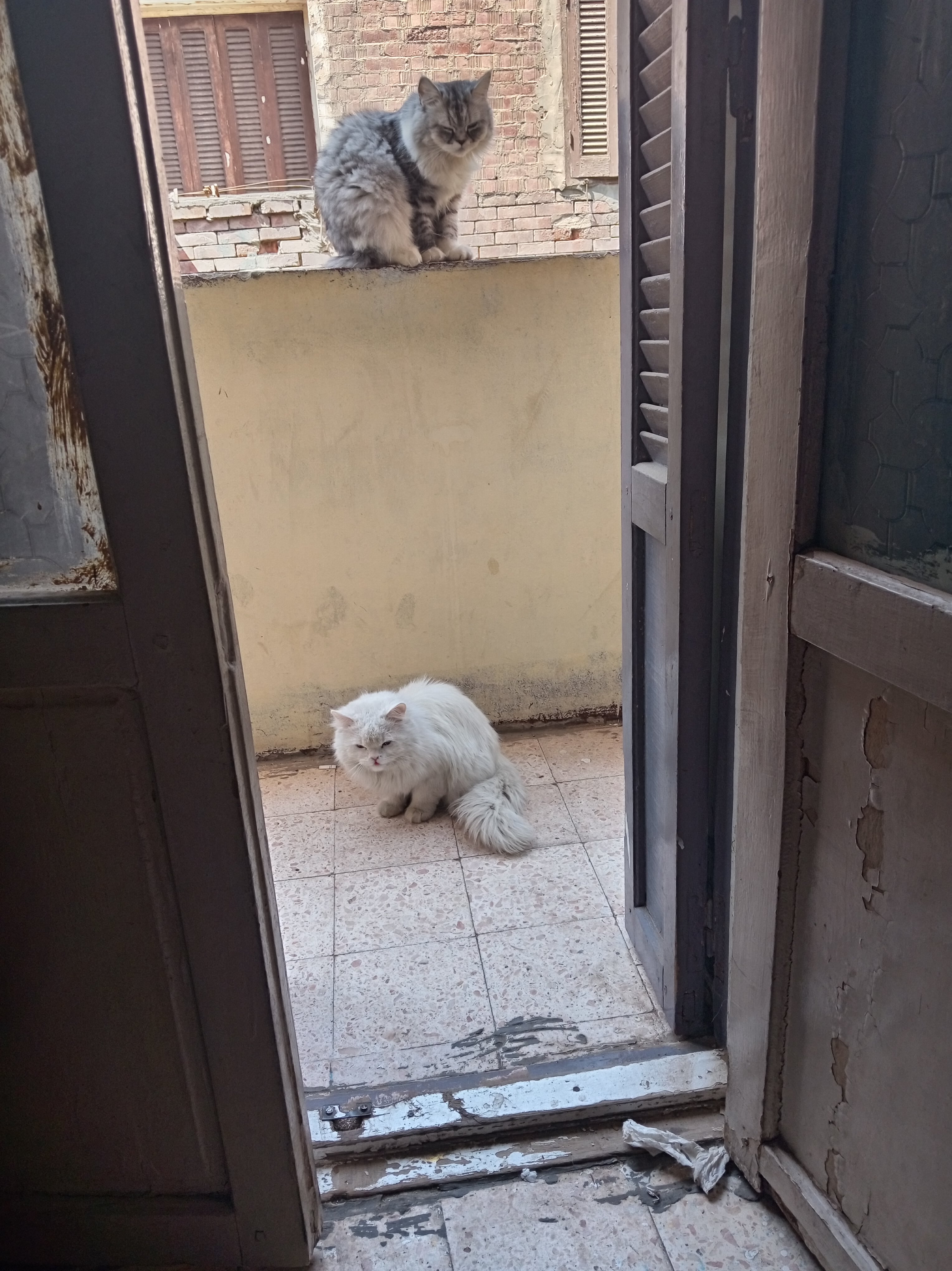 persană