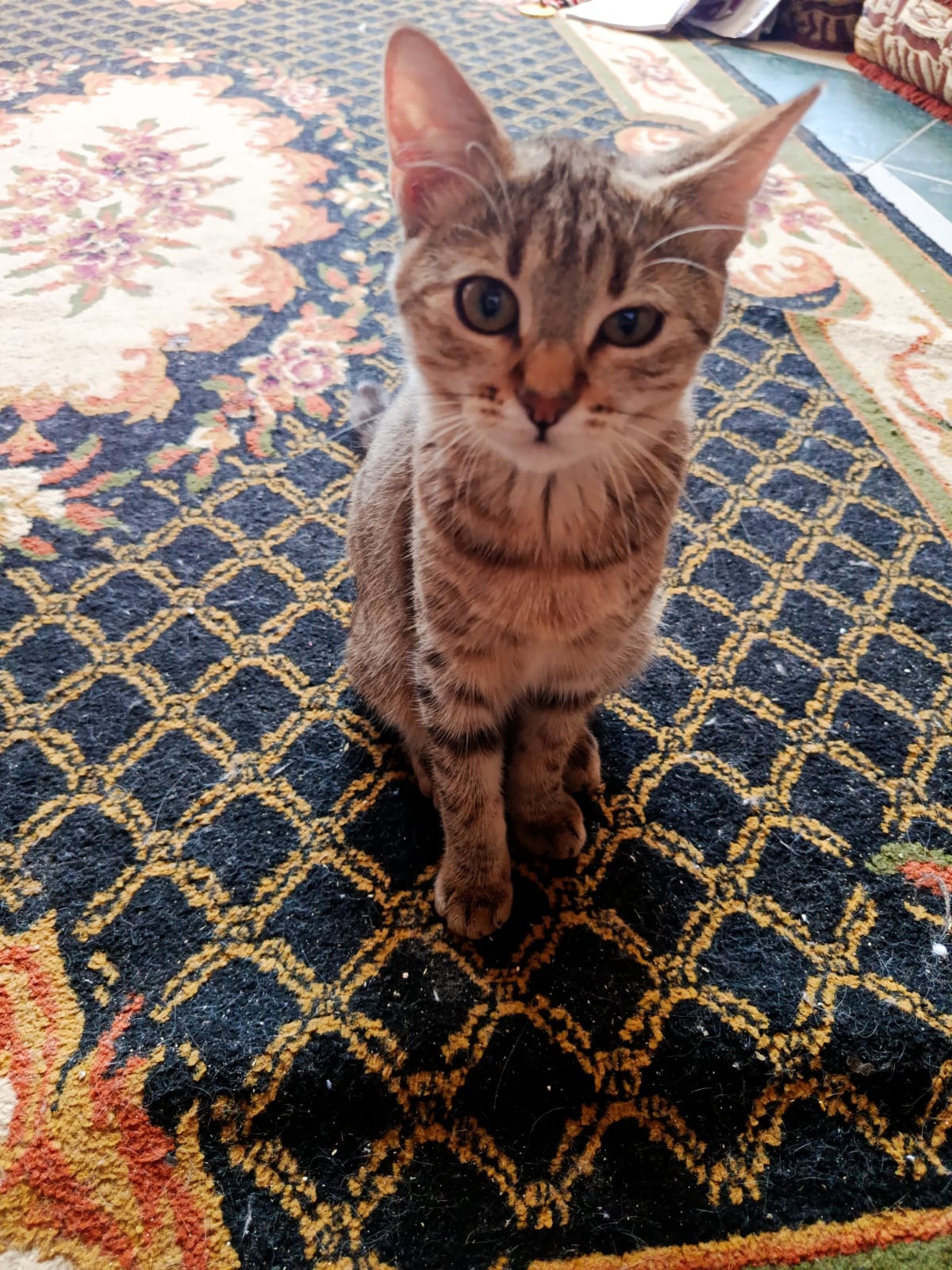 persian 2