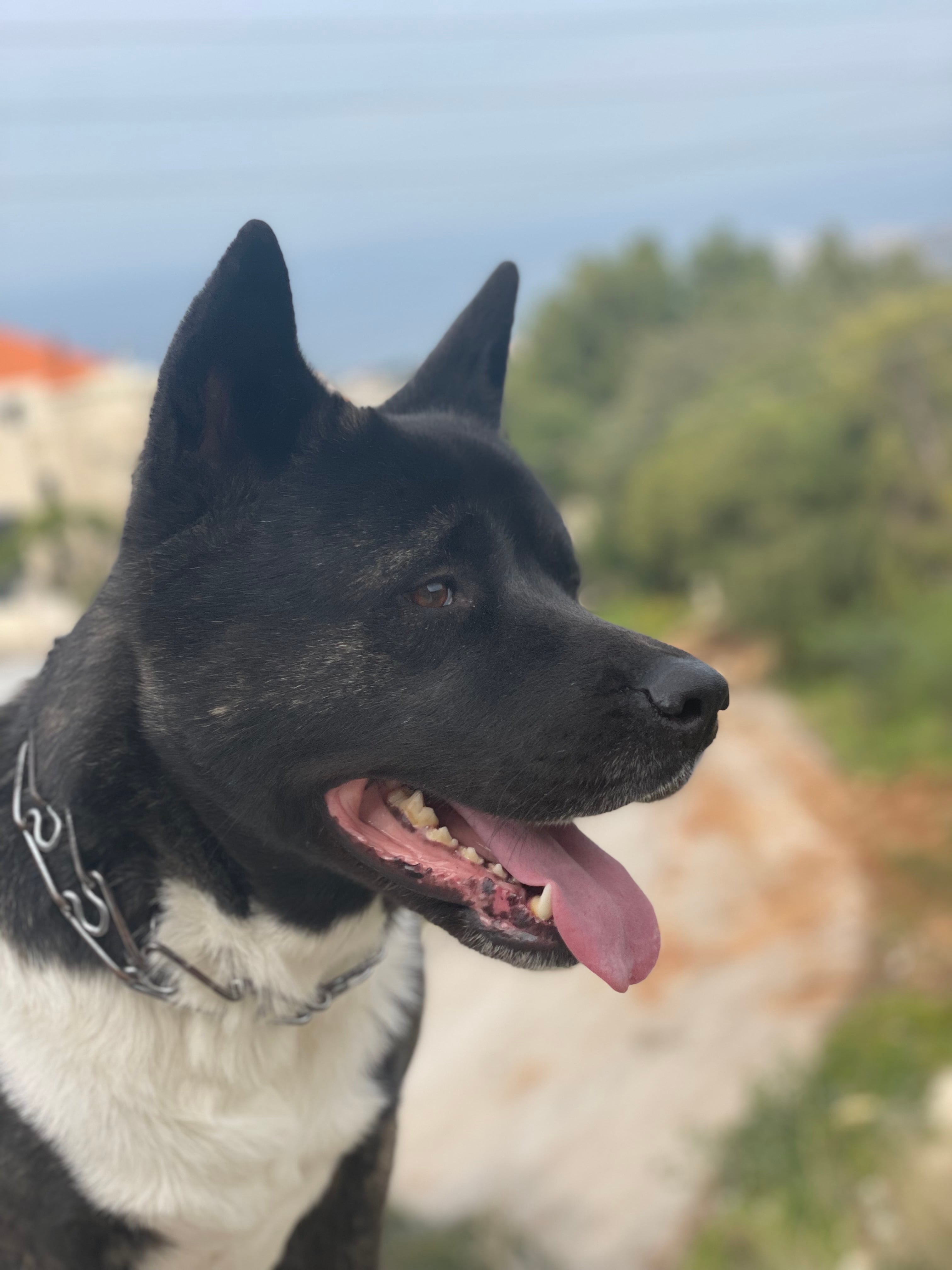 chó Akita Inu 2