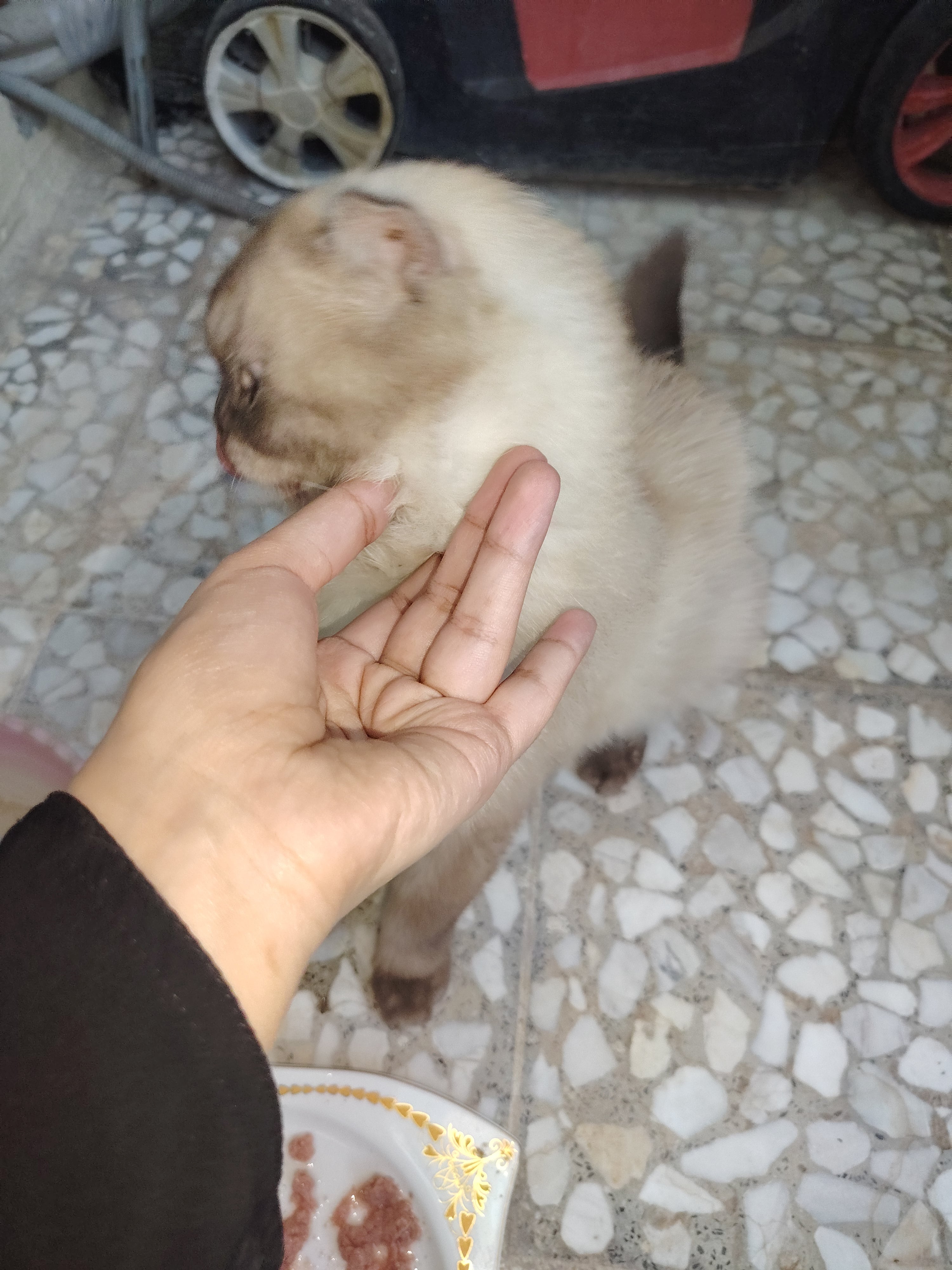 scottish fold 2