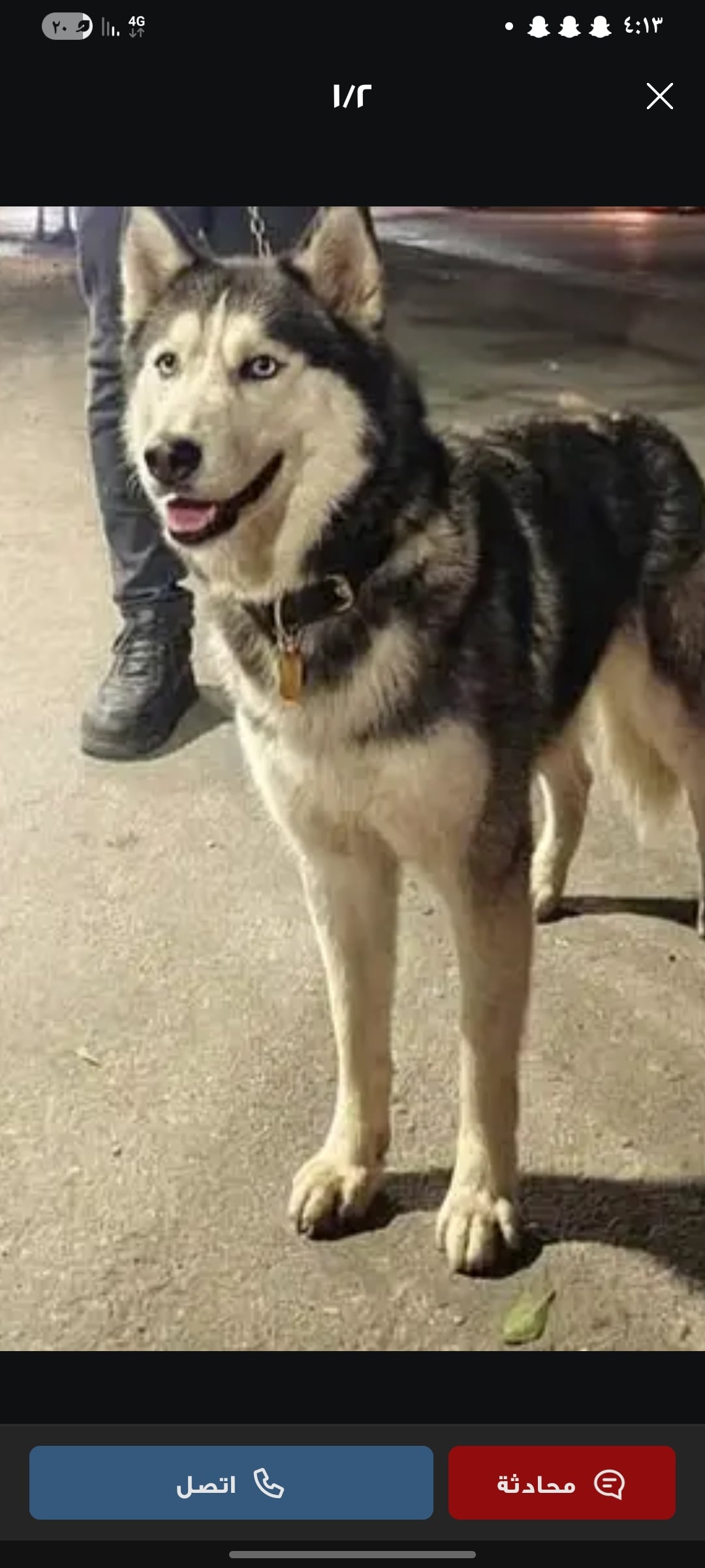 siberian husky 2