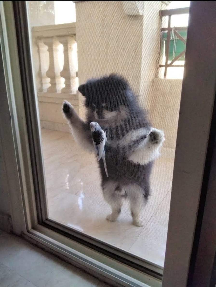pomeranian 2