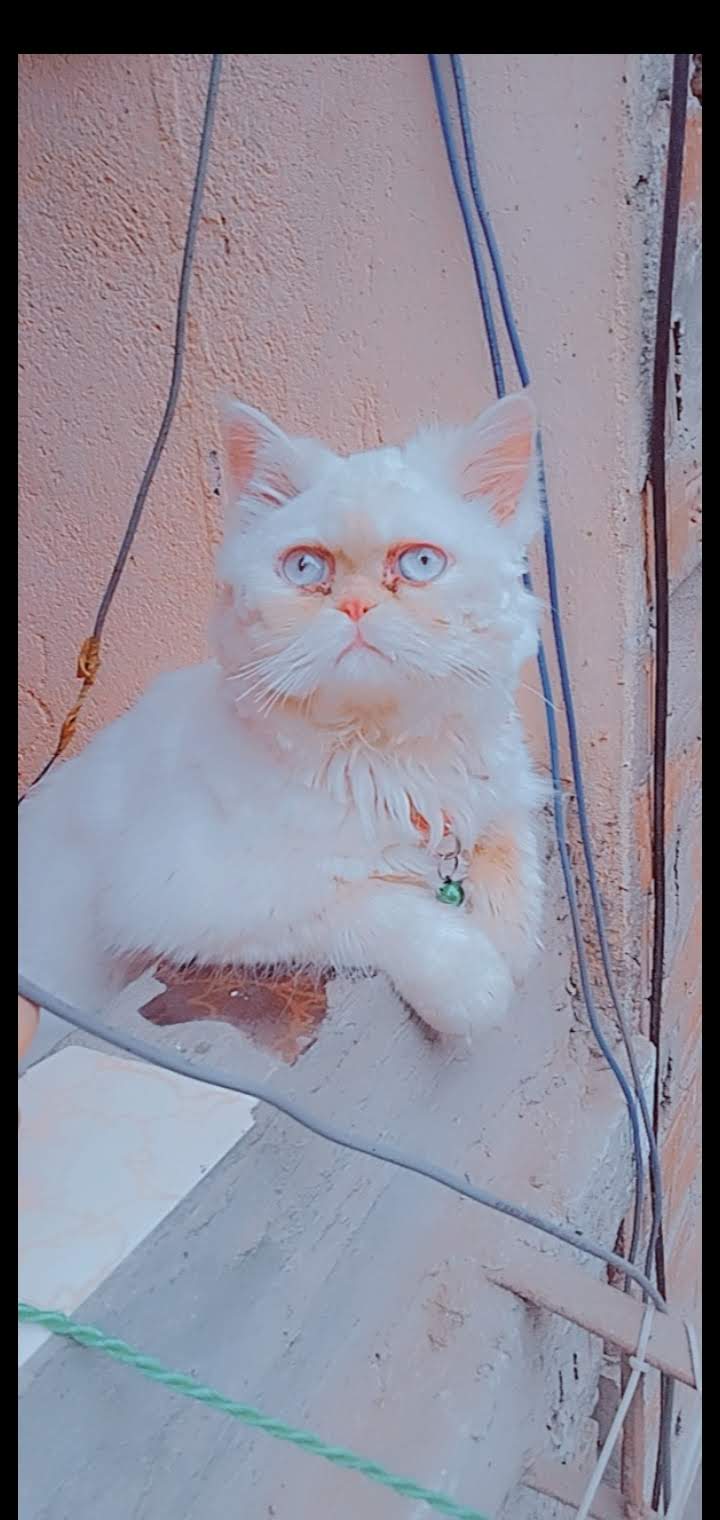 هيمالايا