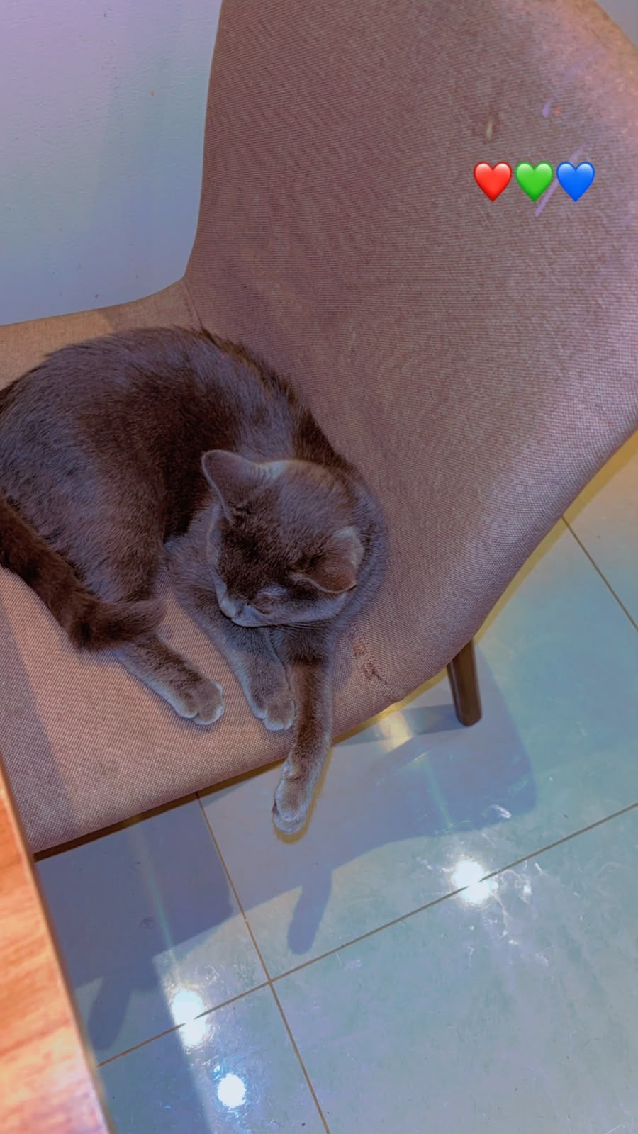 british shorthair 2