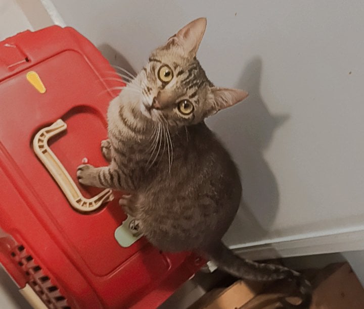 gato doméstico 3