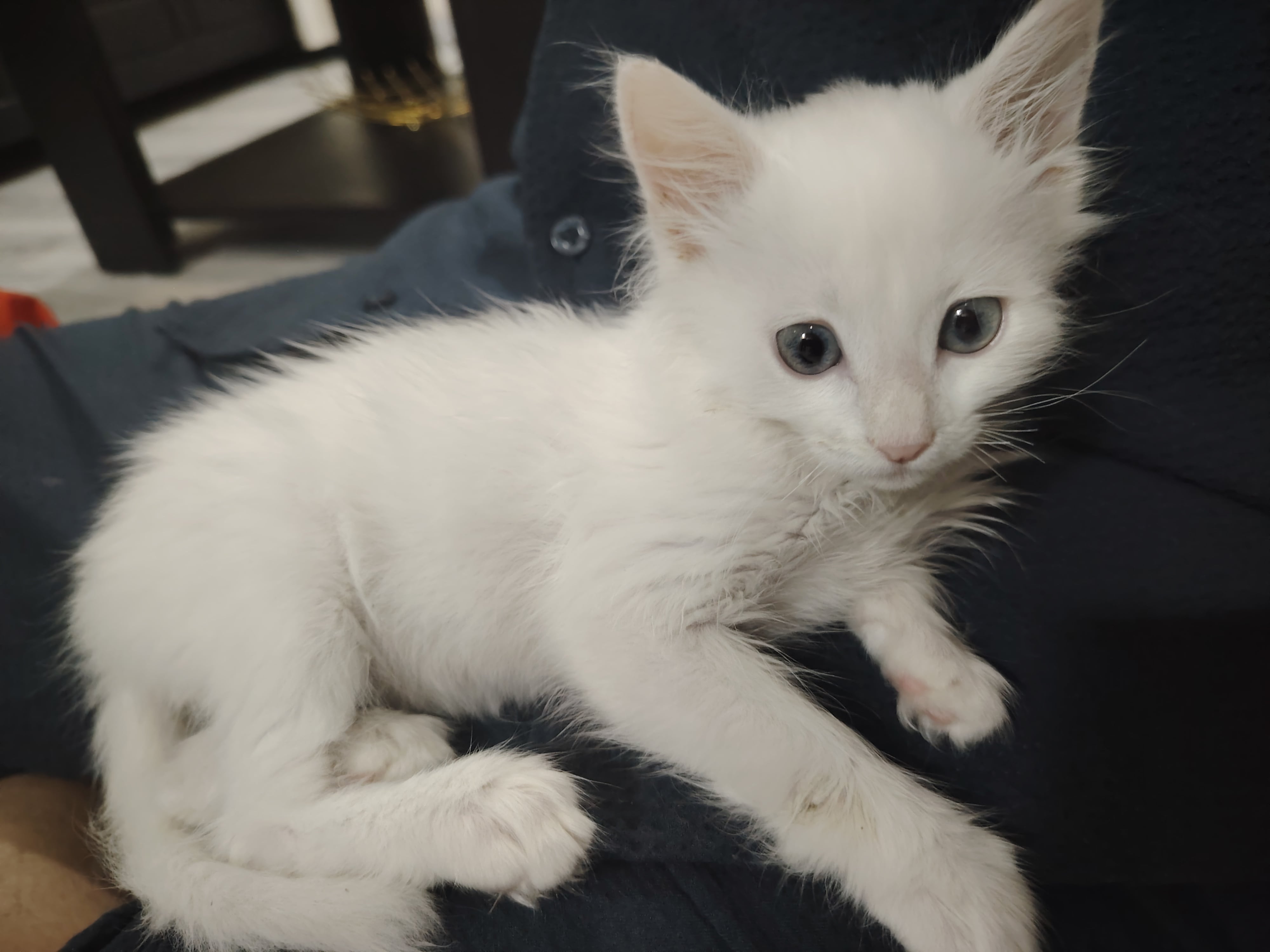 persian 2
