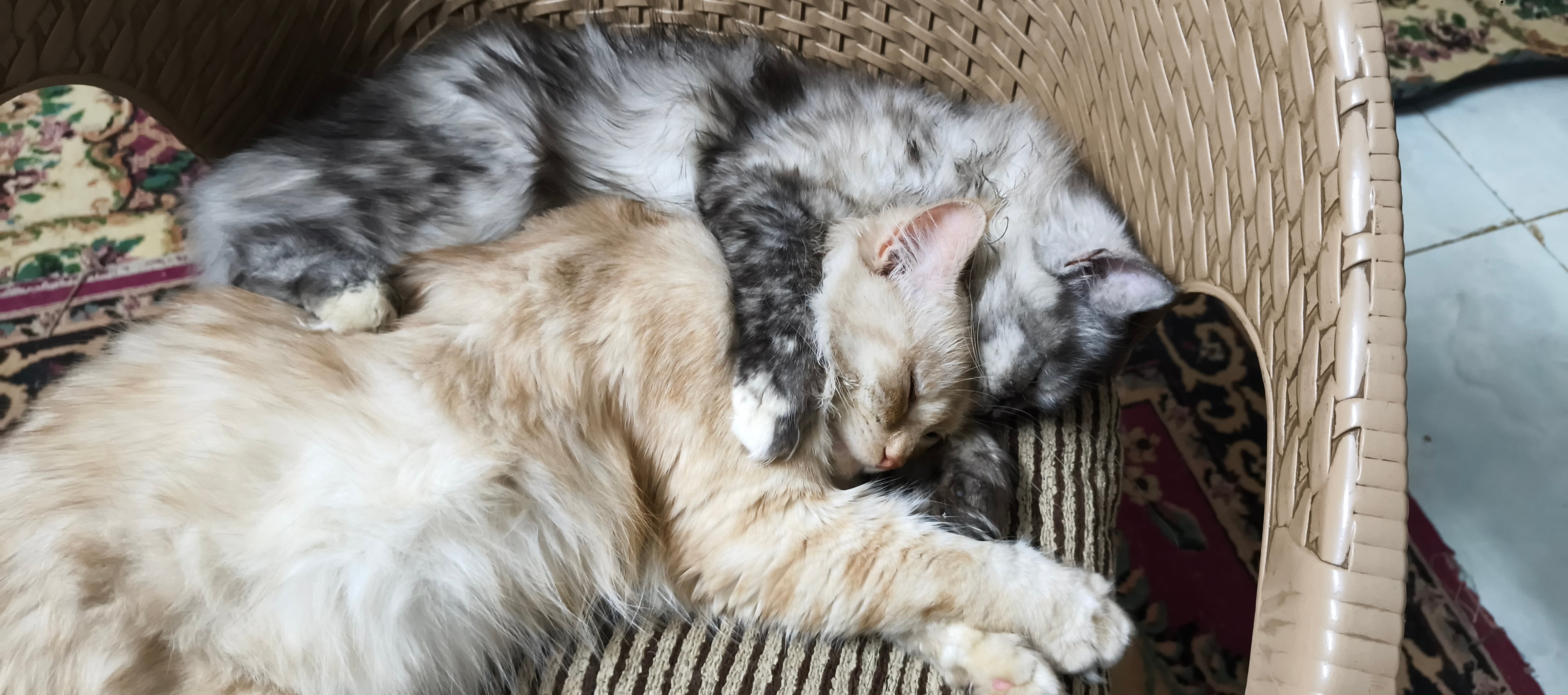 persiese kat 2