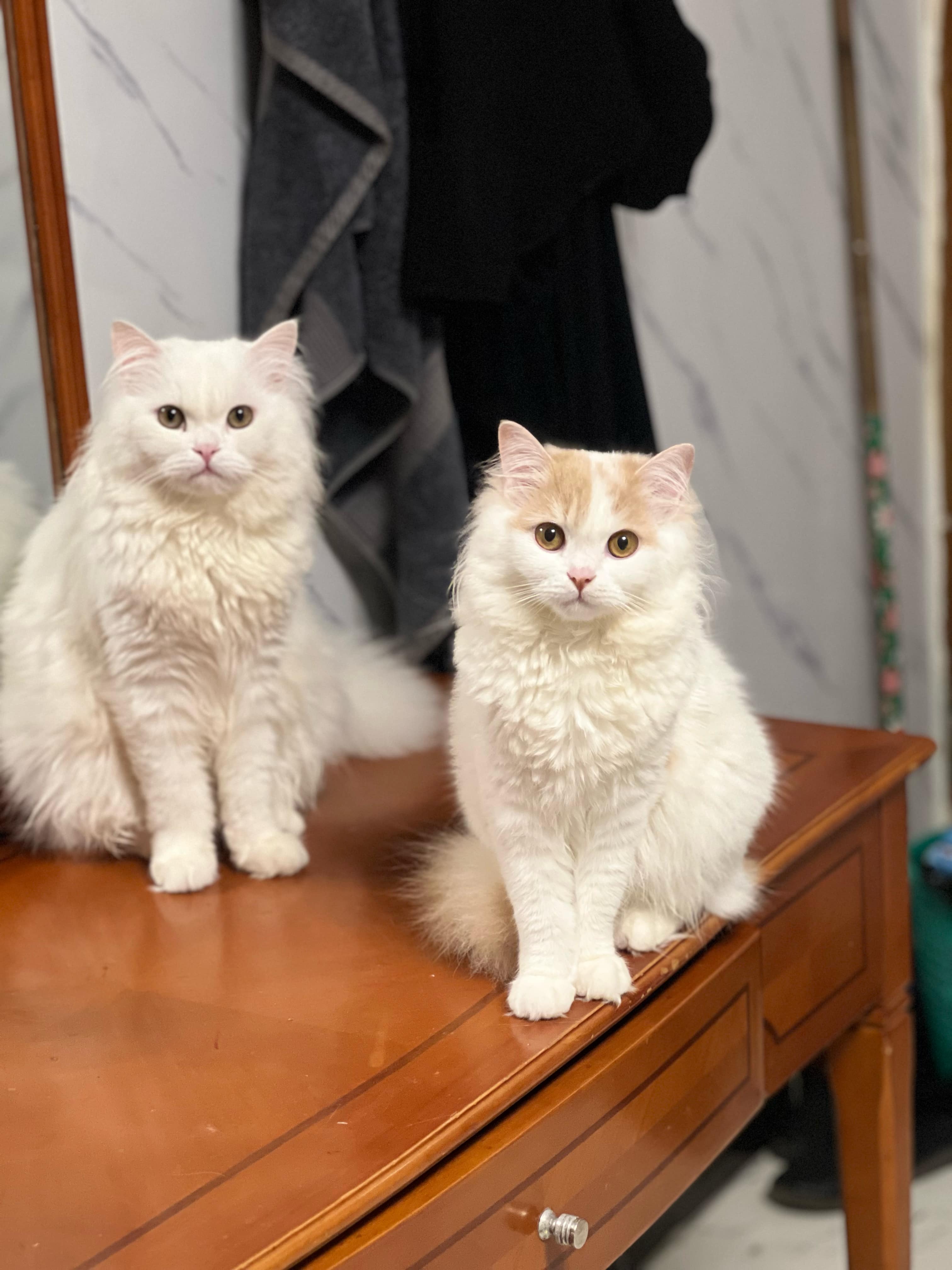 persian 2