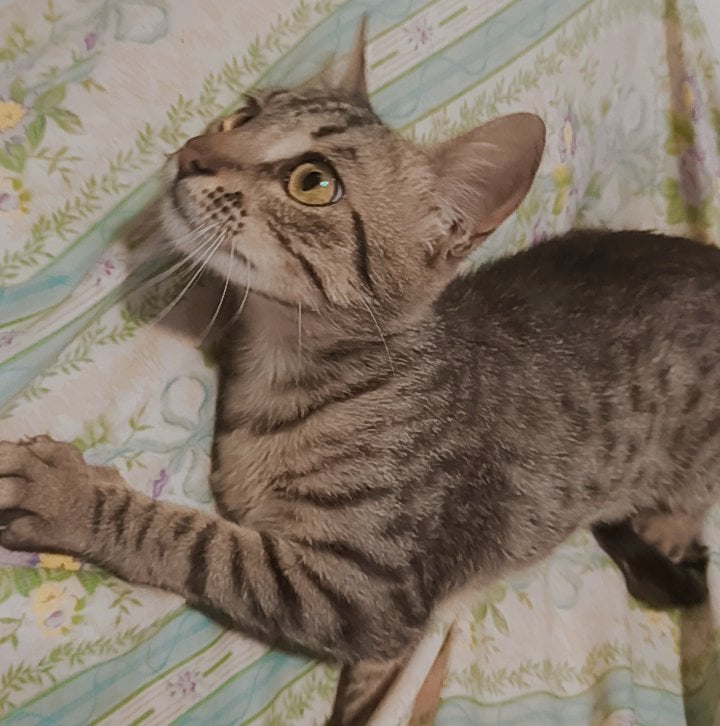 gato doméstico 2