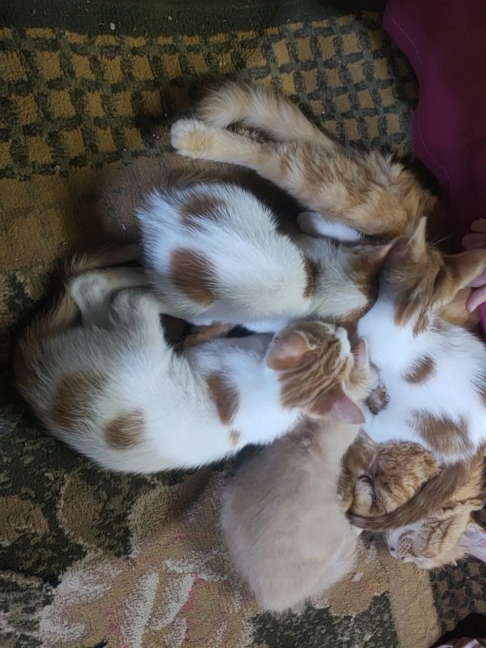 بلدي