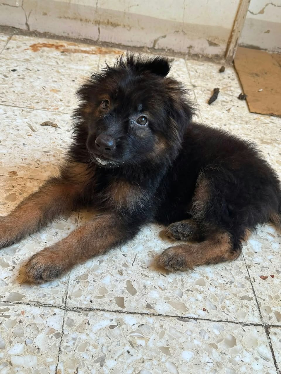 german shepherd 2