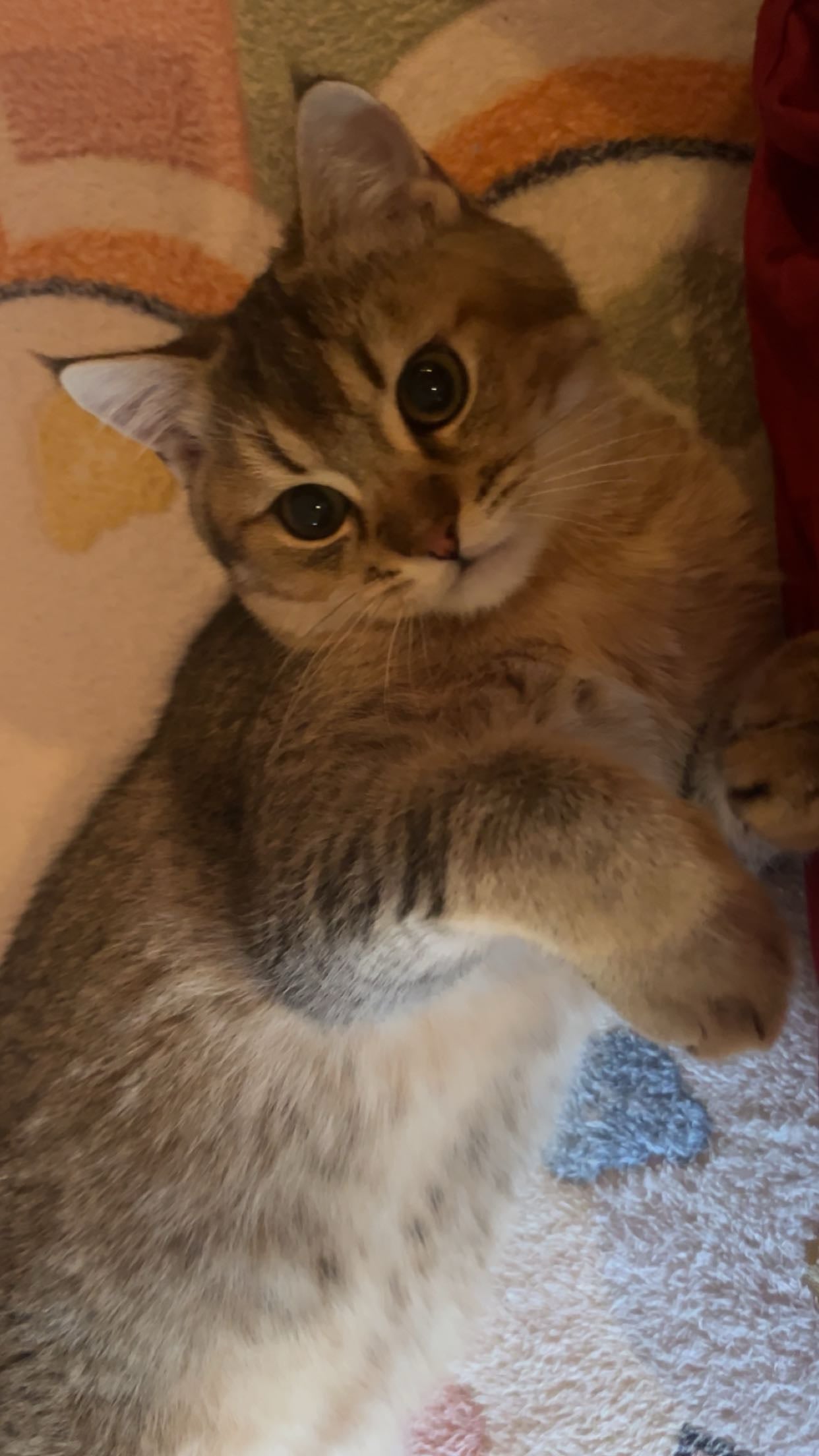 scottish fold 2