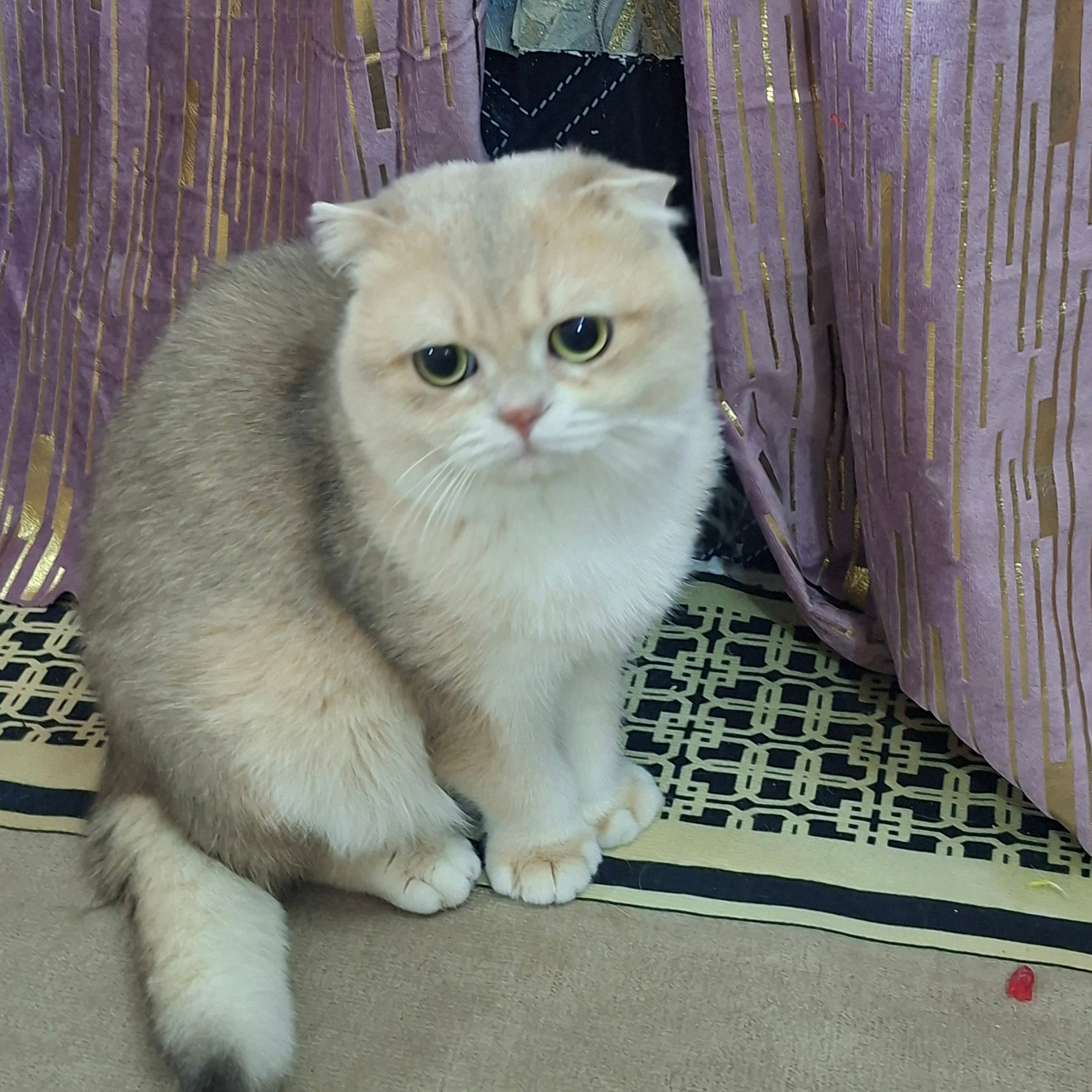 scottish fold 2