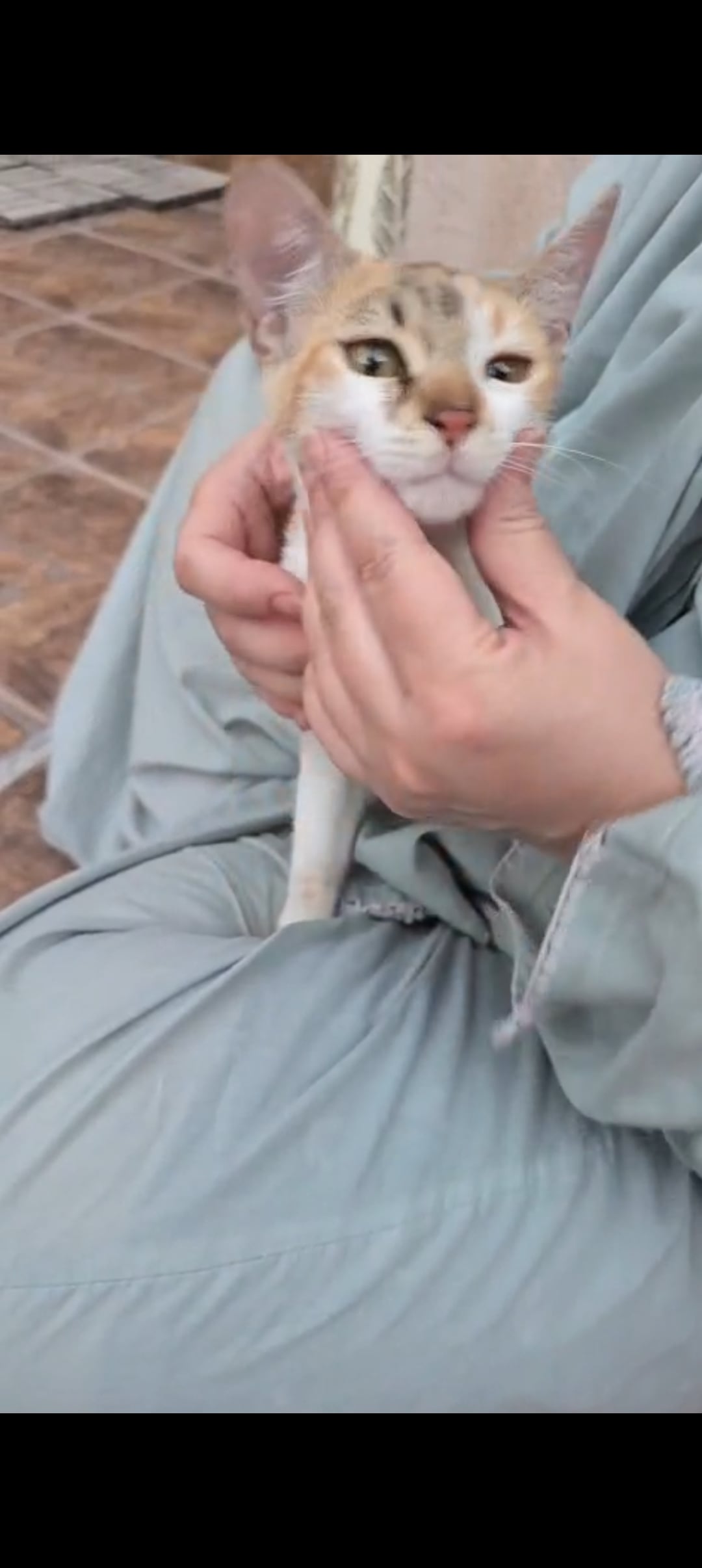 domestic cat 2