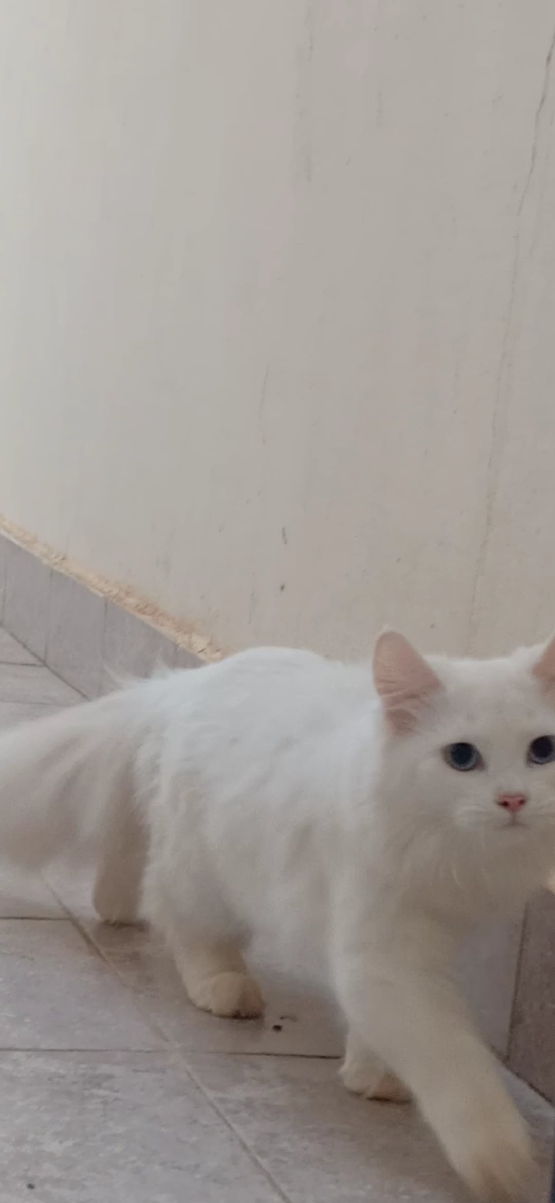 persian 2