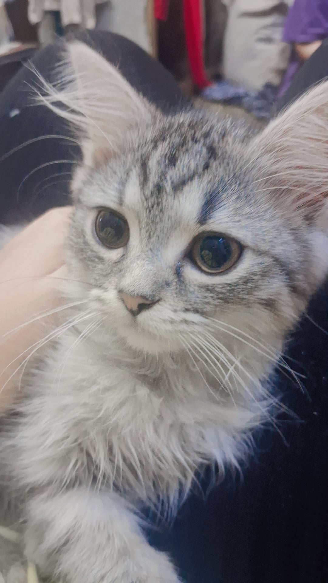 persian 2