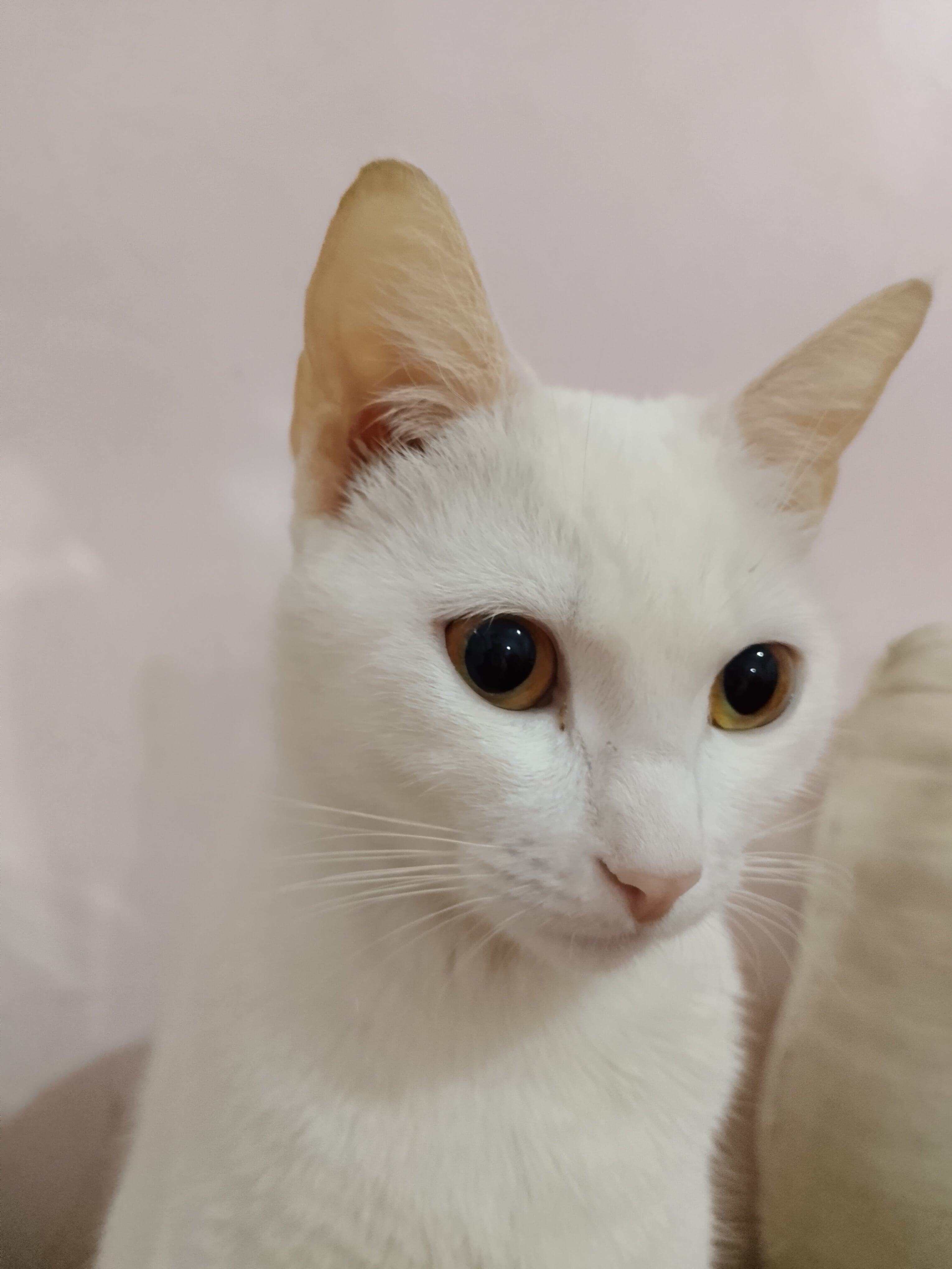 mèo nhà 3