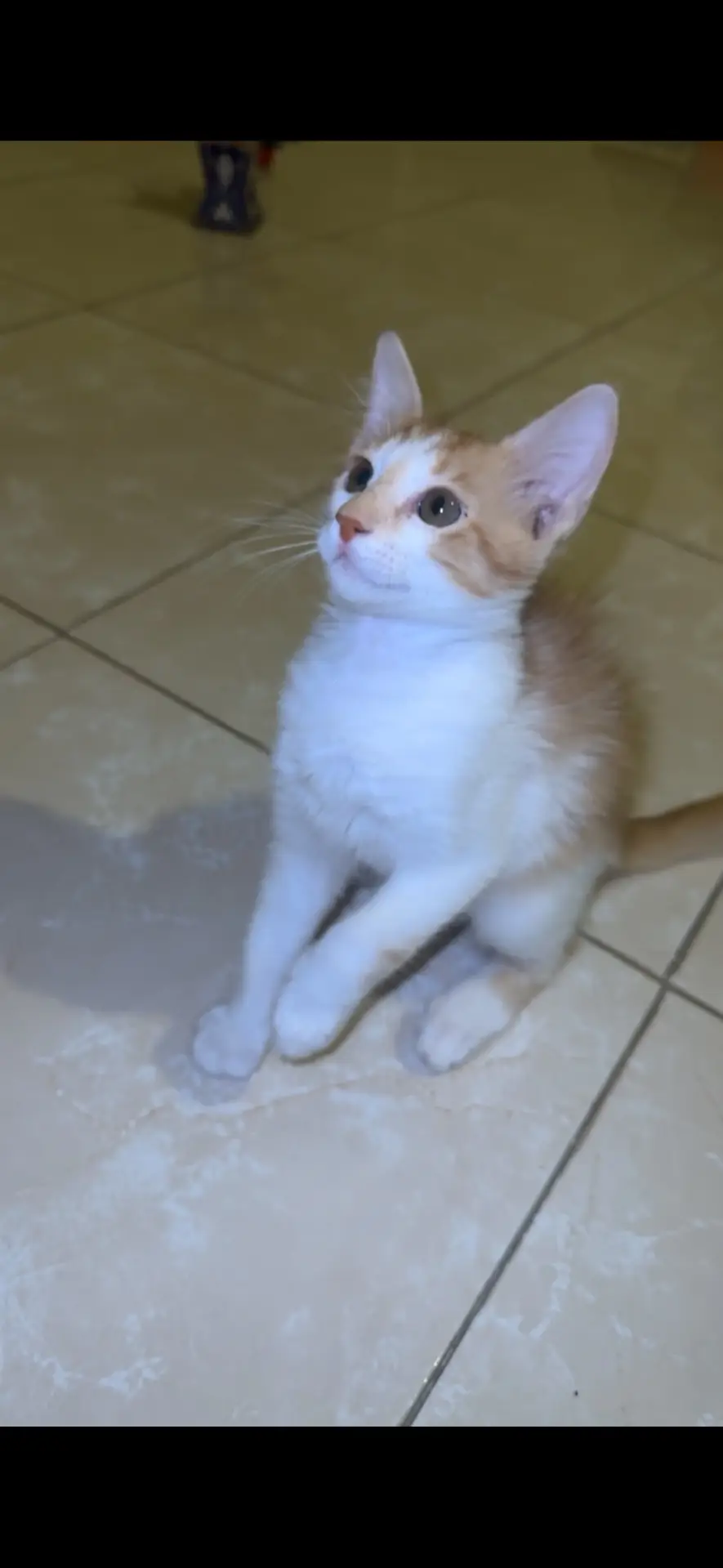 домашняя кошка 2
