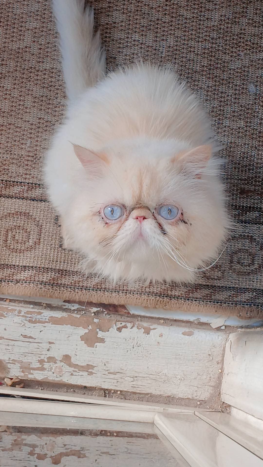 himalayan 2
