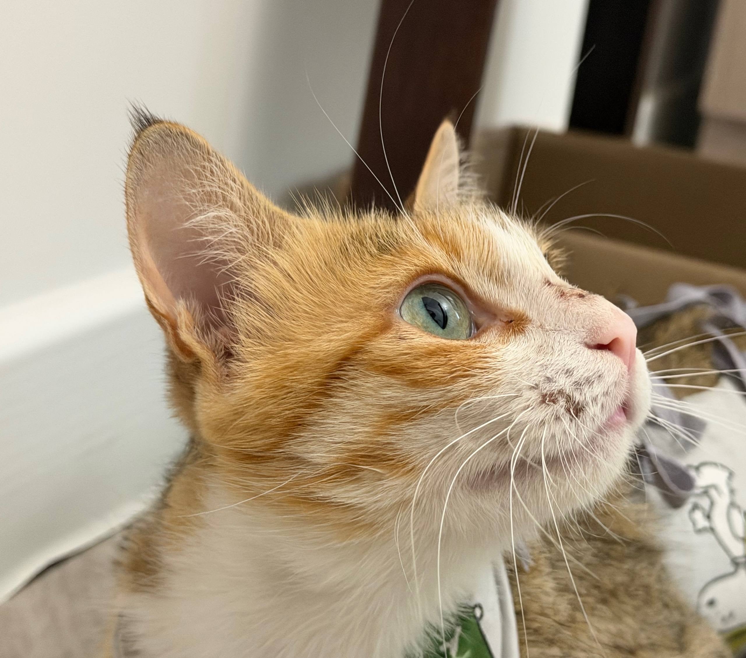 domestic cat 2