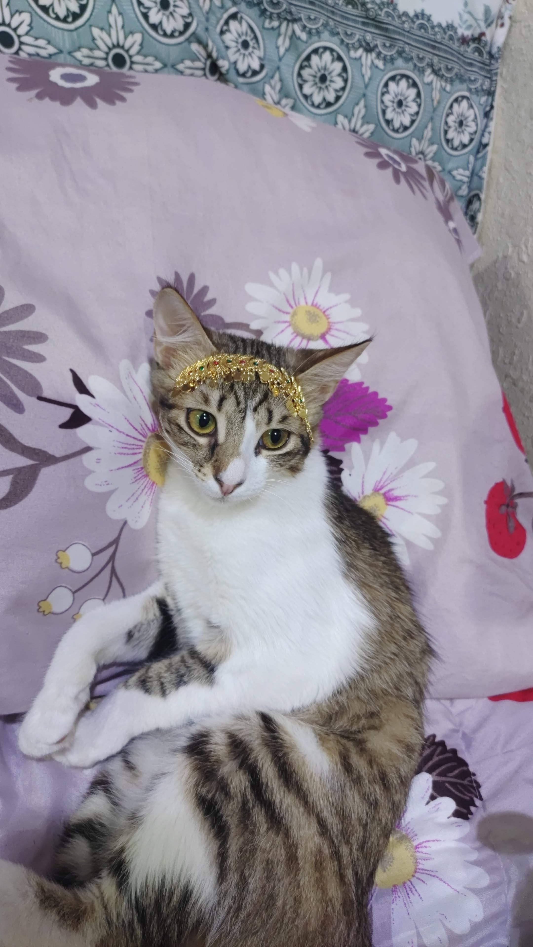 domestic cat 2