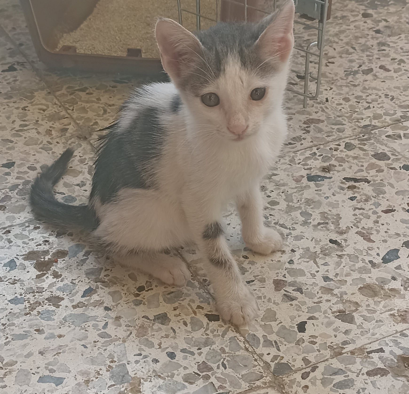 pisică domestică 2