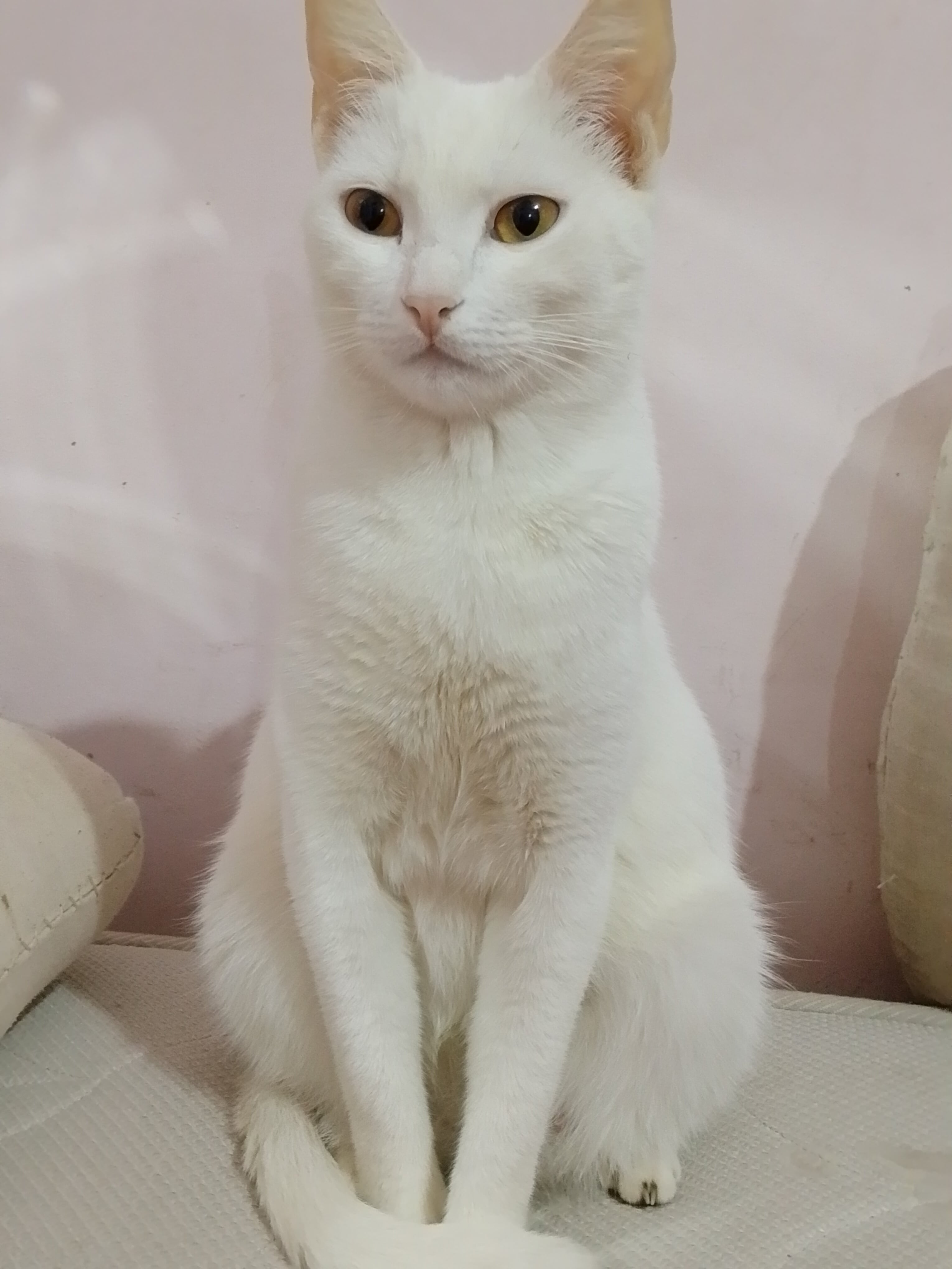 mèo nhà 2