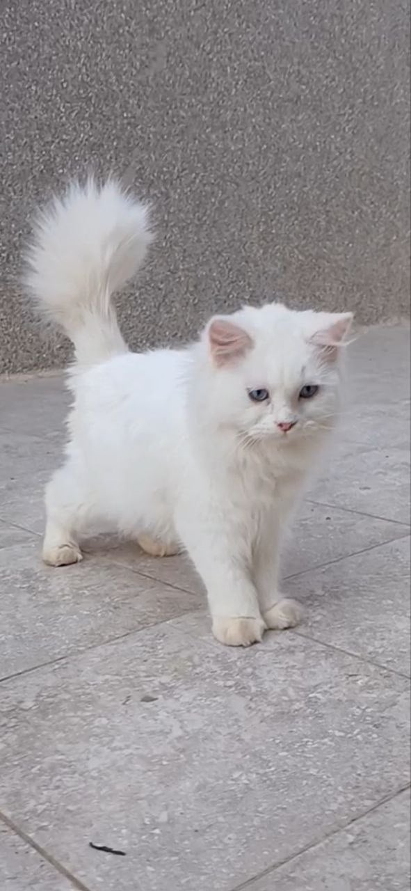 persian 2