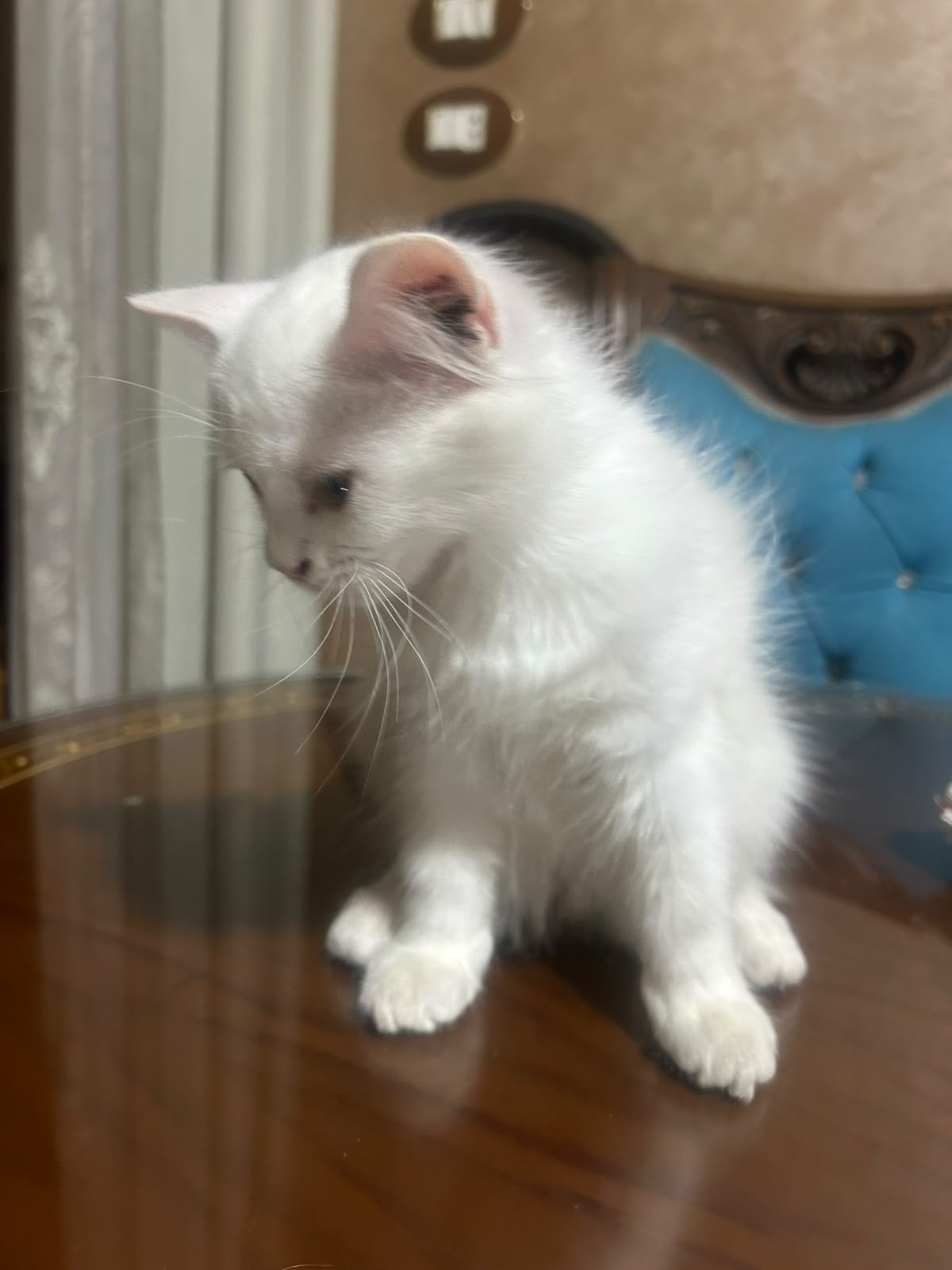 персидская 2