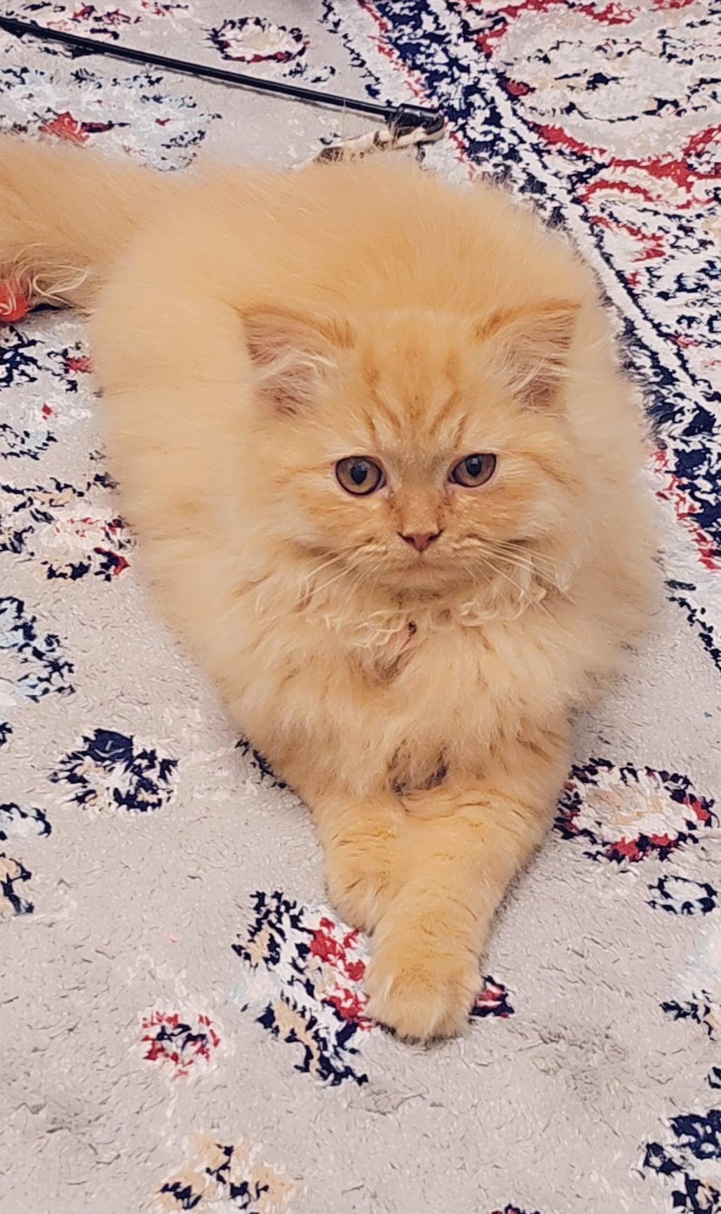 Lucy