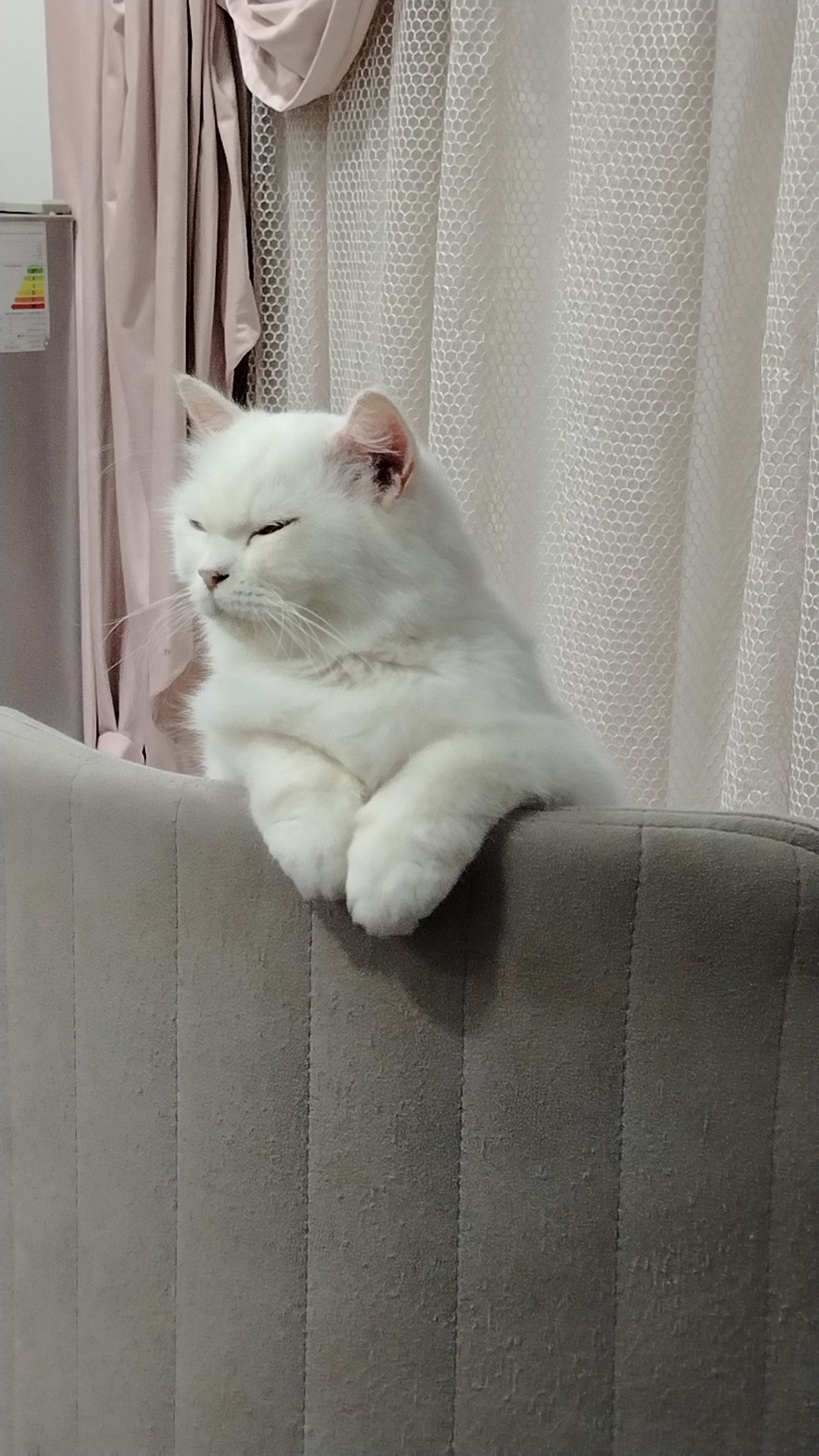 شيرازي 2
