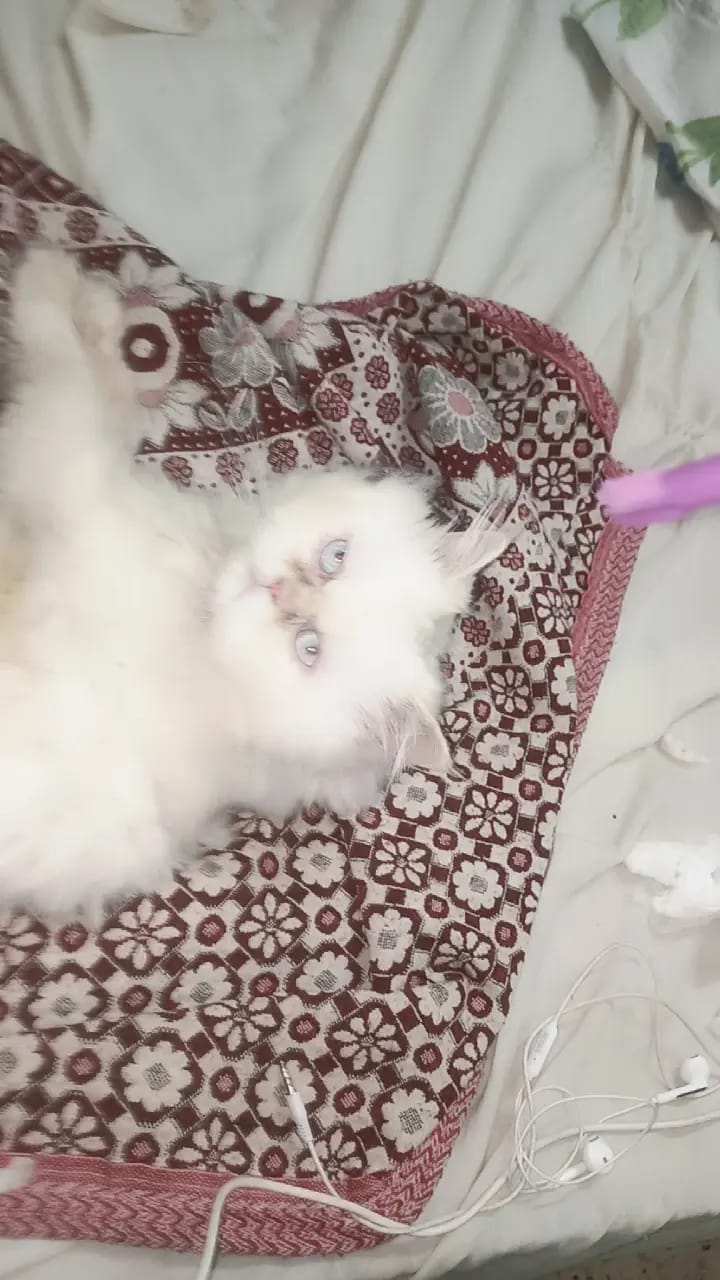 هيمالايا 2