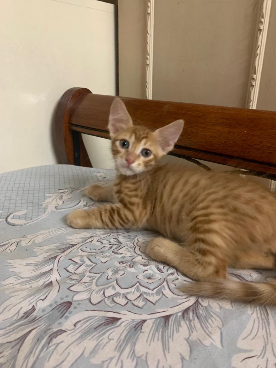 ಪರ್ಷಿಯನ್ 2