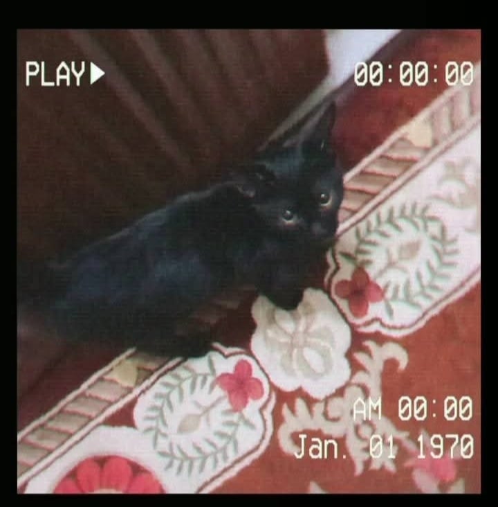 domestic cat 2