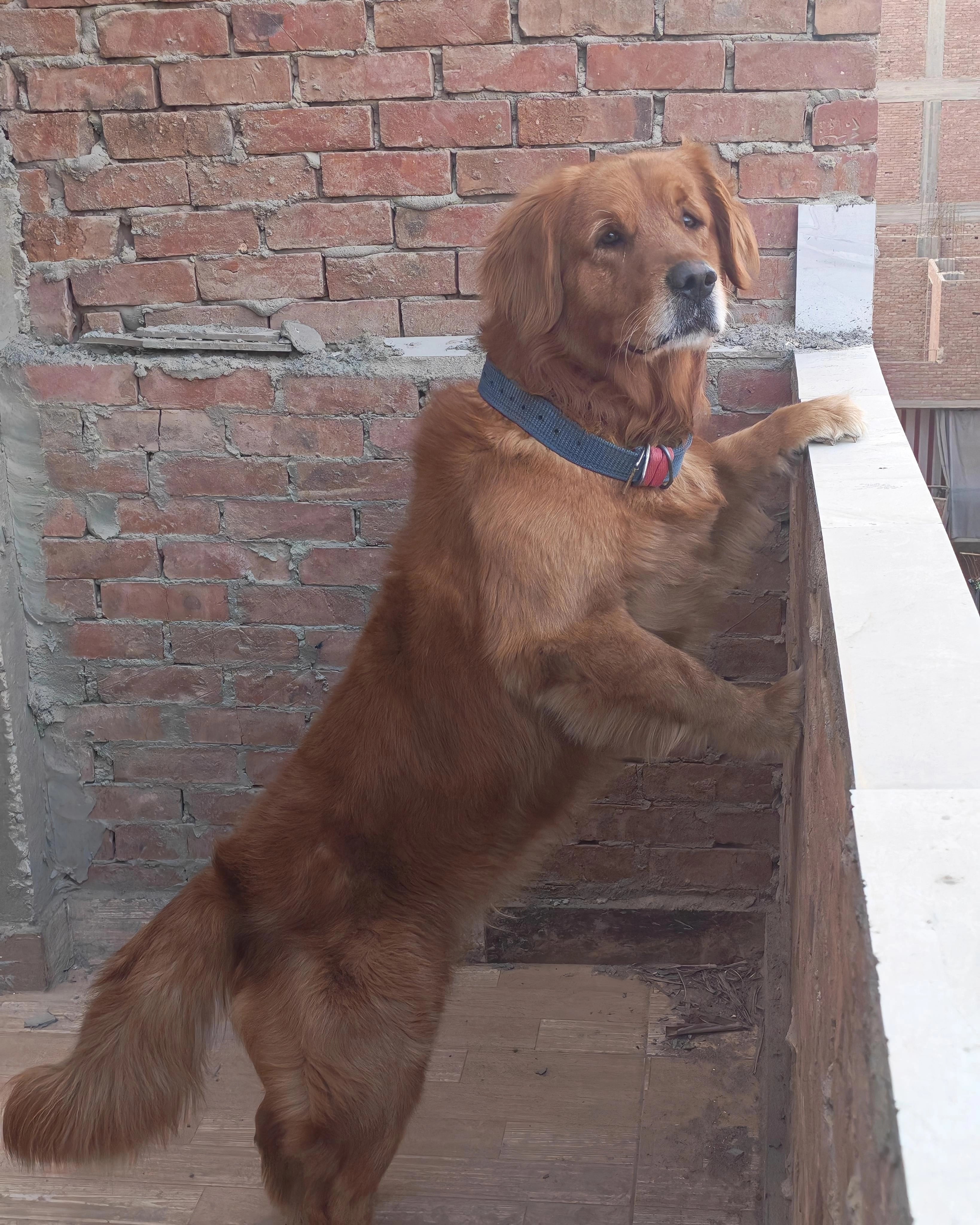 golden retriever 2
