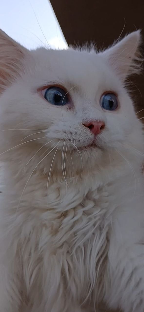 persian 2