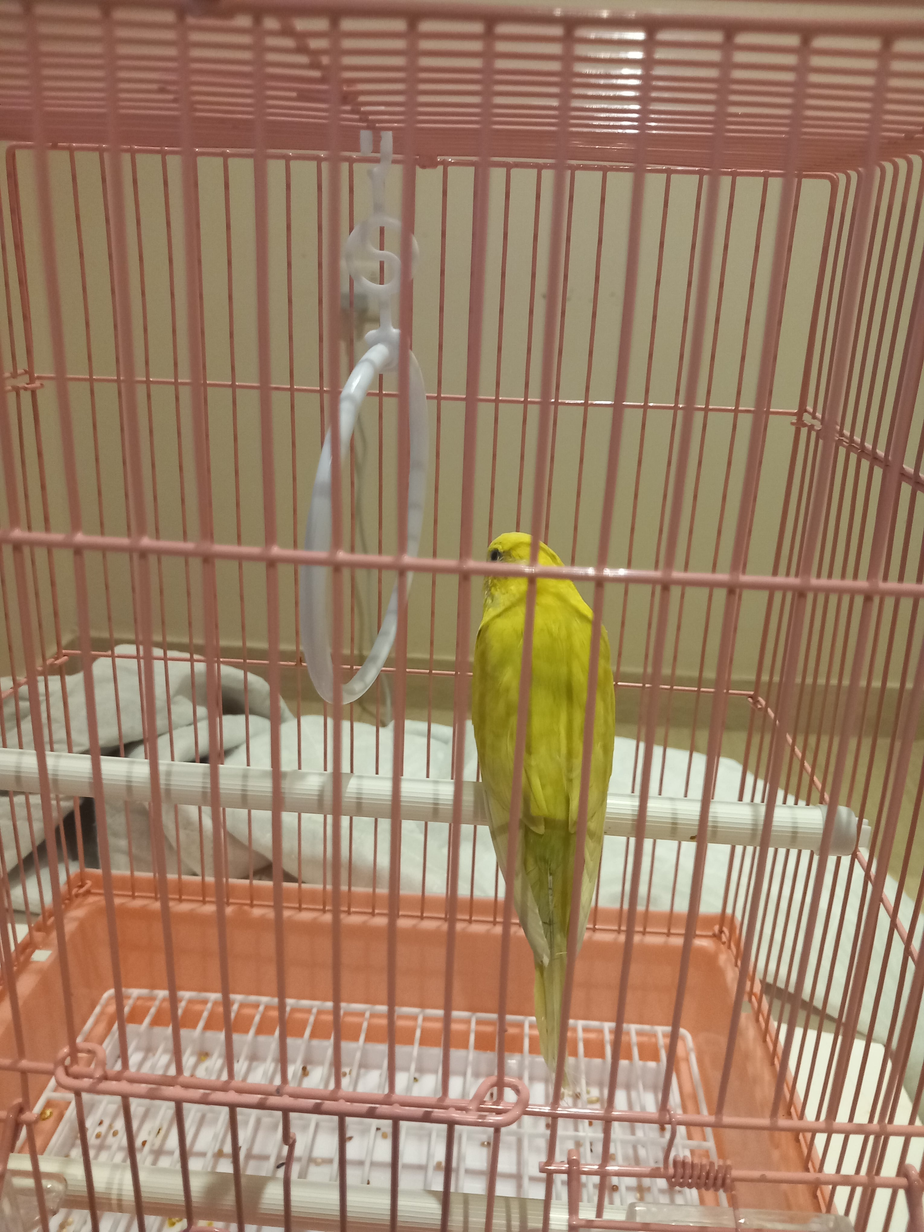 budgerigar 2