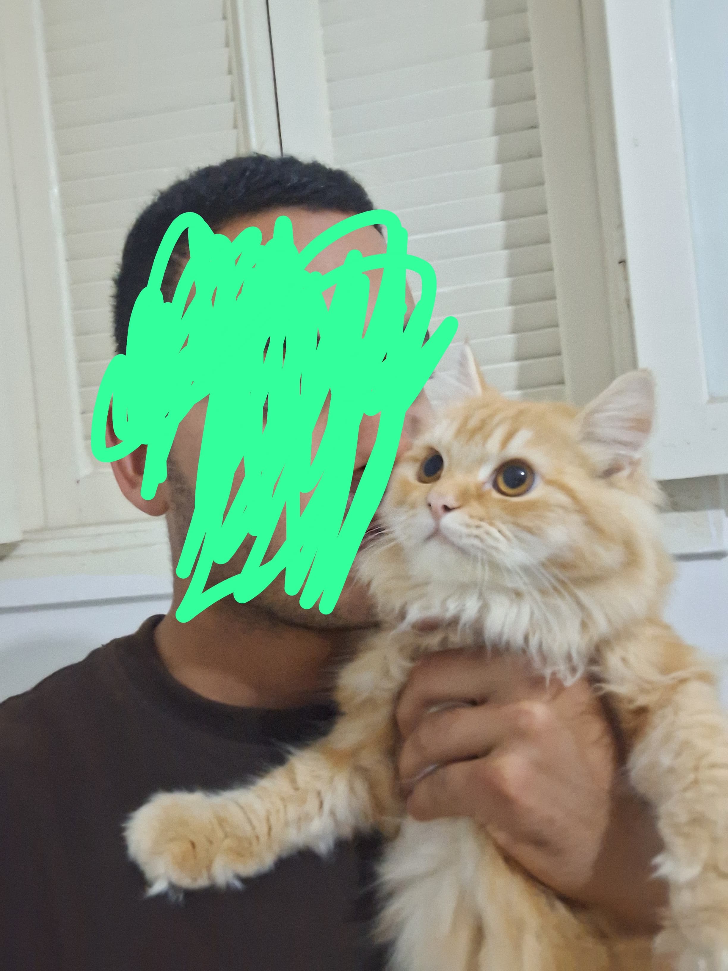 persian 2