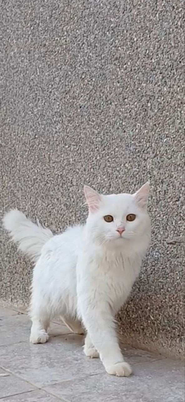 persian 2
