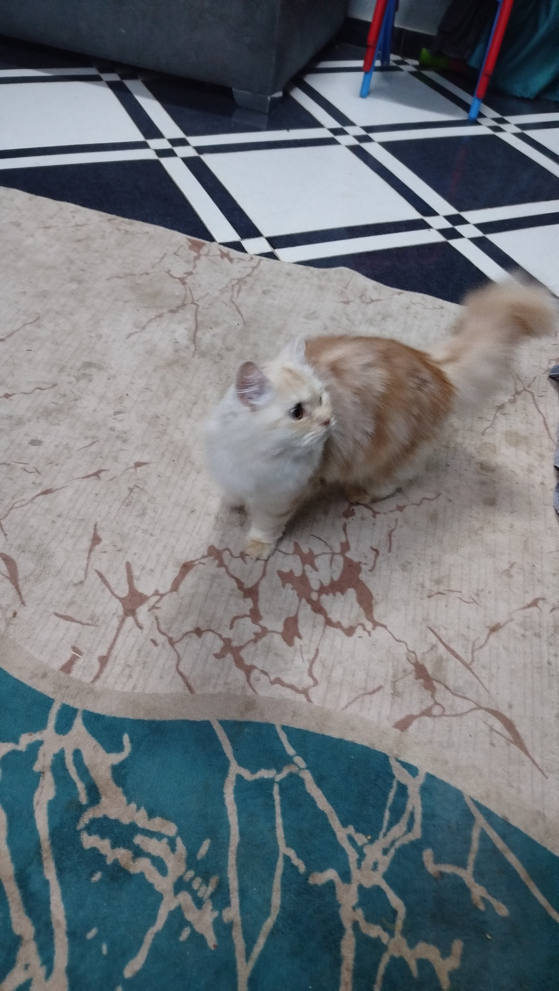 persian 2