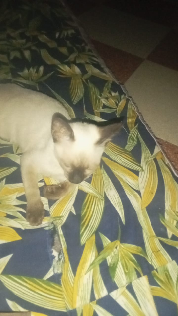 hana