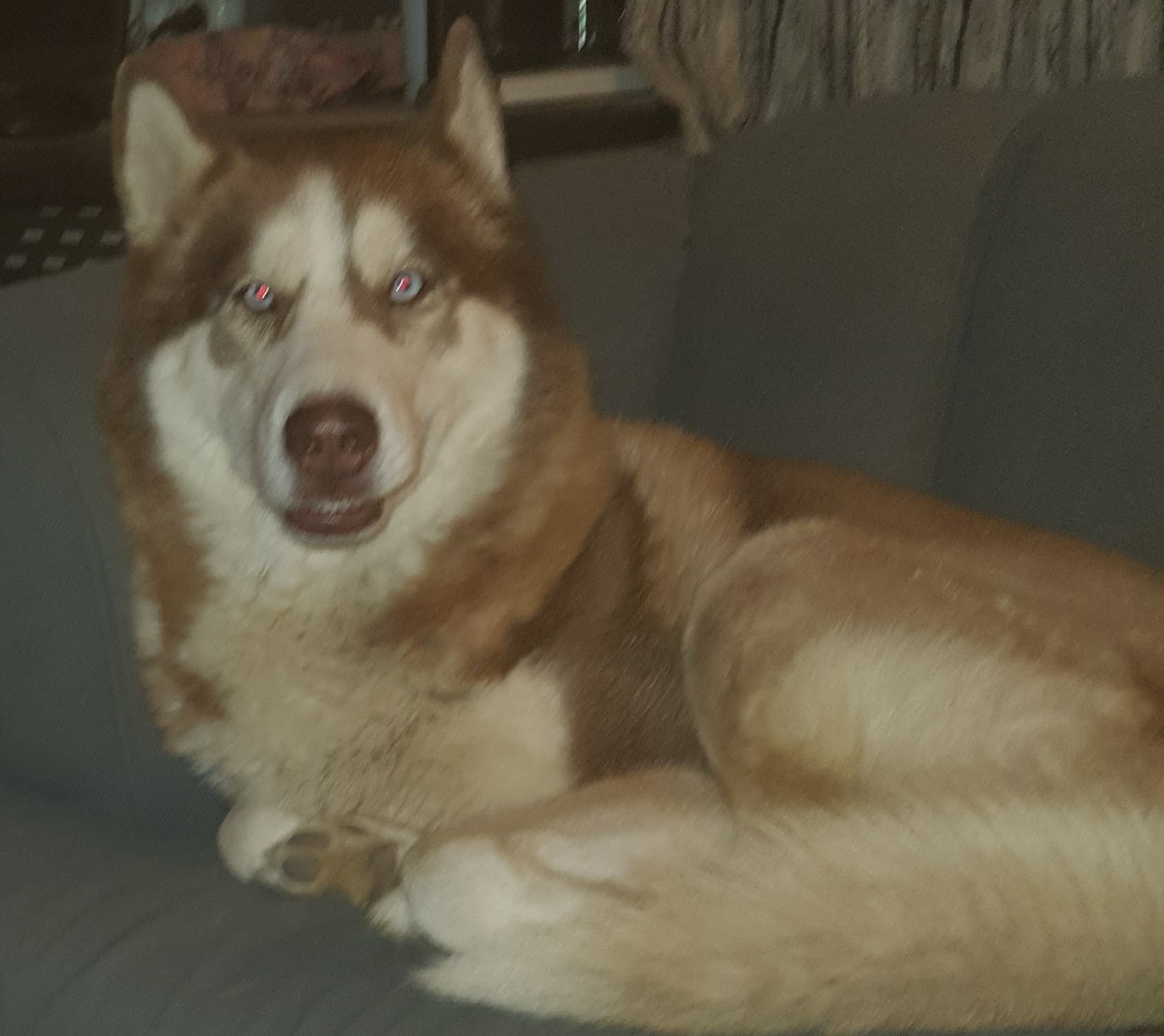 siberian husky 2