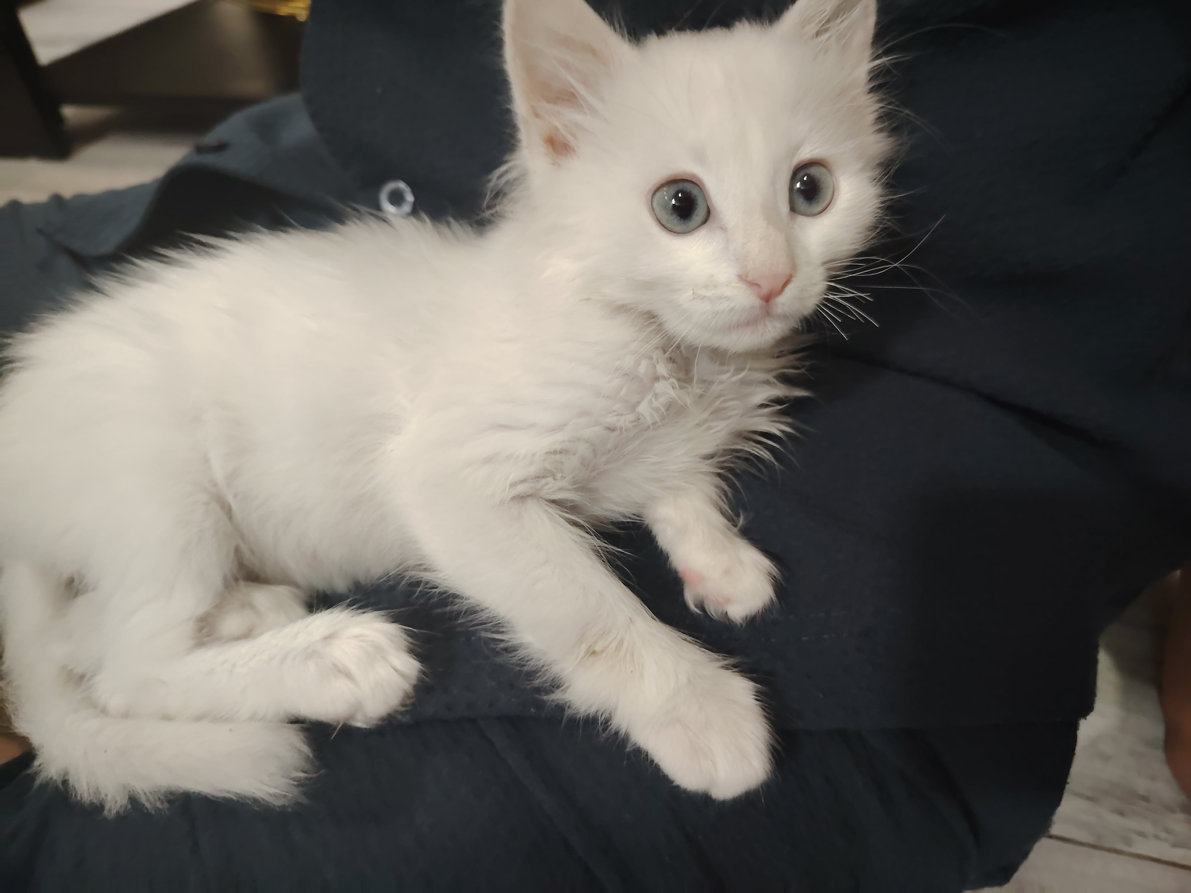 persian